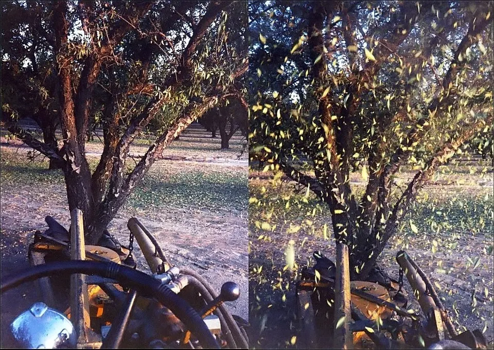 A tree shaker gripping an almond trunk, before and during shaking: the kind of orchard machine Bonsai's camera kits steer, not Bonsai's own