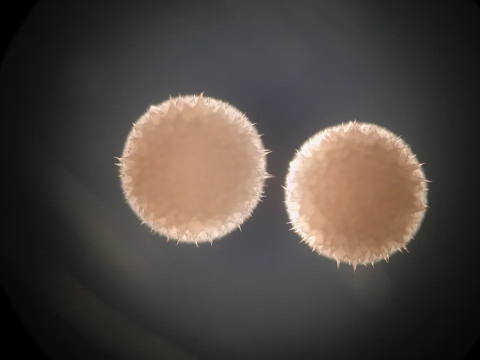 Streptomyces hygroscopicus, the soil bacterium that makes rapamycin, the drug Cambrian's Tornado improves on