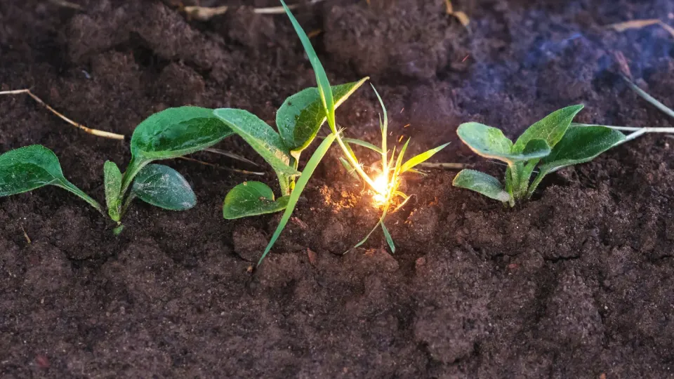 A laser burst hitting a weed seedling between crop plants: the LaserWeeder kills weeds this way, one at a time