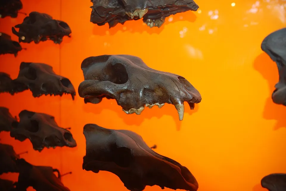 Dire wolf skulls from the La Brea tar pits: ancient bones like these are where dire wolf DNA is read from