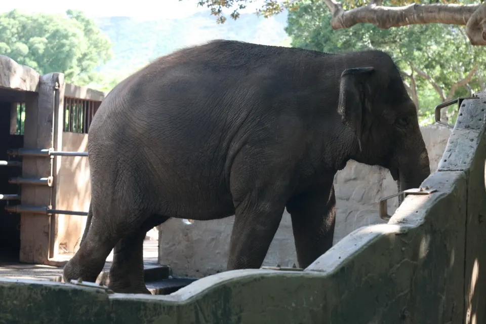 An Asian elephant: the mammoth's closest living relative, whose cells Colossal edits toward mammoth traits