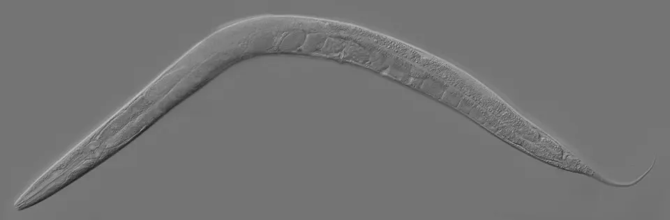 C. elegans, a tiny worm widely used to study why animals age: the kind of basic aging biology Hevolution's grants fund