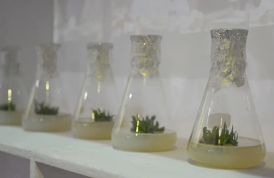 Shoots growing from plant tissue in lab flasks: edited cells are regrown into plants this way before field testing, not Inari's lab