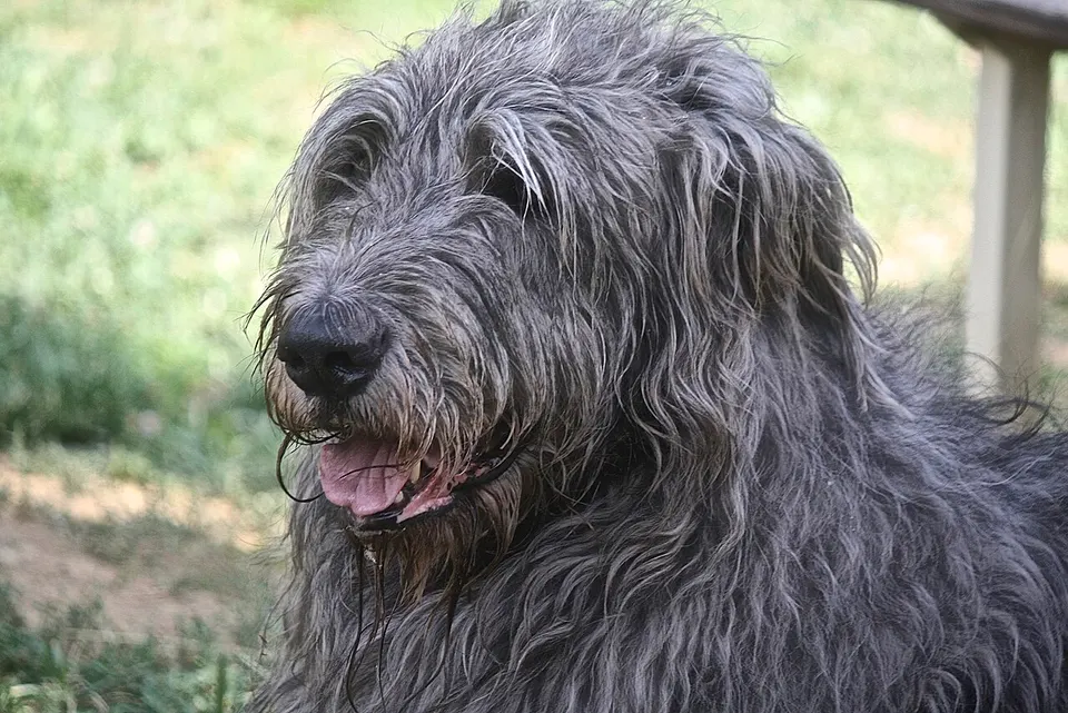 An Irish Wolfhound: giant breeds grow big on high IGF-1 and live short lives; LOY-001 and LOY-003 aim to lower it