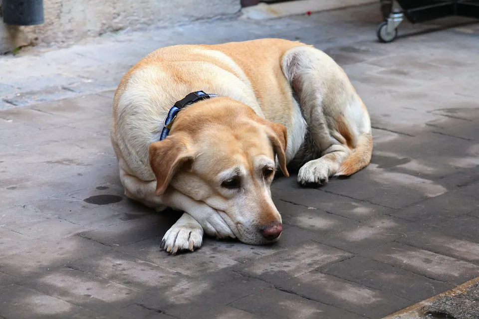A senior Labrador: LOY-002 is a daily pill for dogs 10 and older, aimed at the metabolism that slows with age