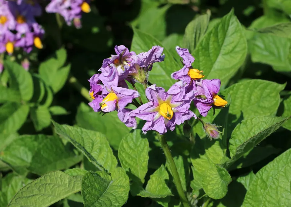 Potato flowers: Ohalo edits the parent plants so the pollen and egg cells made in flowers like these carry a full set of DNA