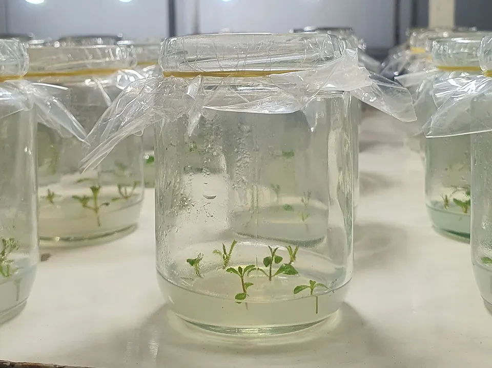 Seedlings regrowing in jars of jelly-like nutrient: how a plant with one gene switched off is raised from edited cells, not Pairwise's lab