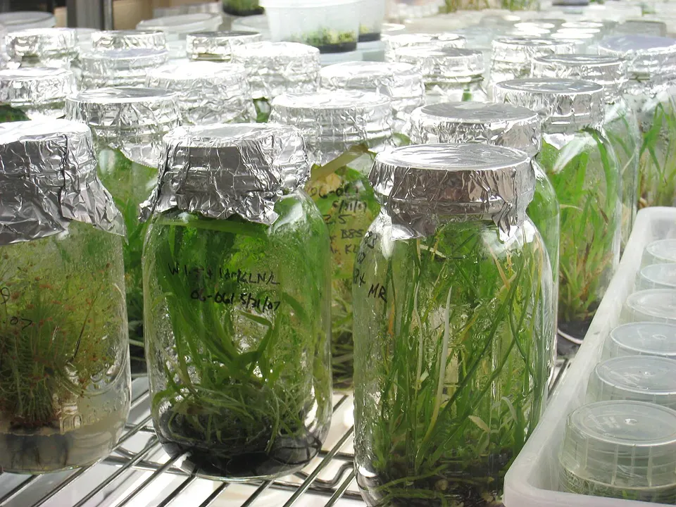 Plantlets growing in sterile jars in a tissue-culture lab: gene-edited plant cells are regrown into whole plants this way, not Pairwise's lab