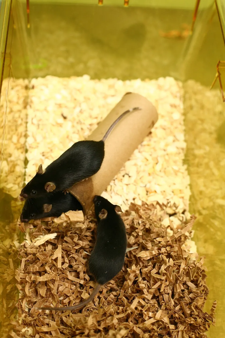 Black laboratory mice: the gene therapy extended remaining lifespan in very old mice like these