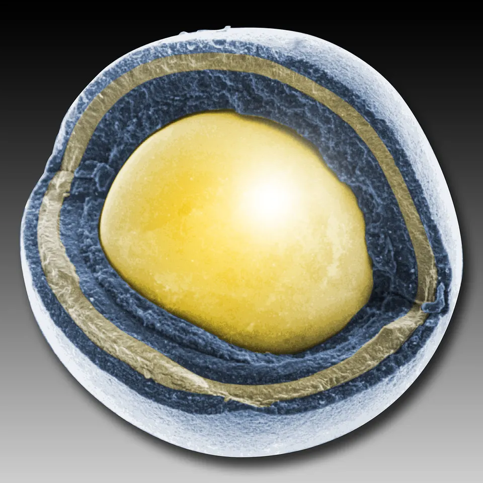 A cut-open TRISO fuel particle under a microscope (false colour): uranium kernel inside carbon and ceramic shells; thousands fill each Xe-100 pebble